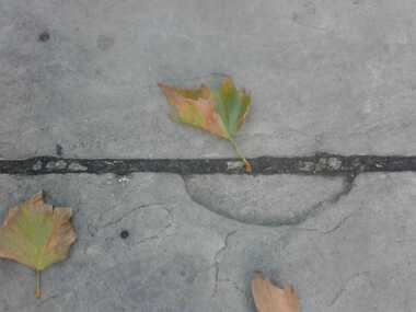 gallery-images/Leaves.JPG